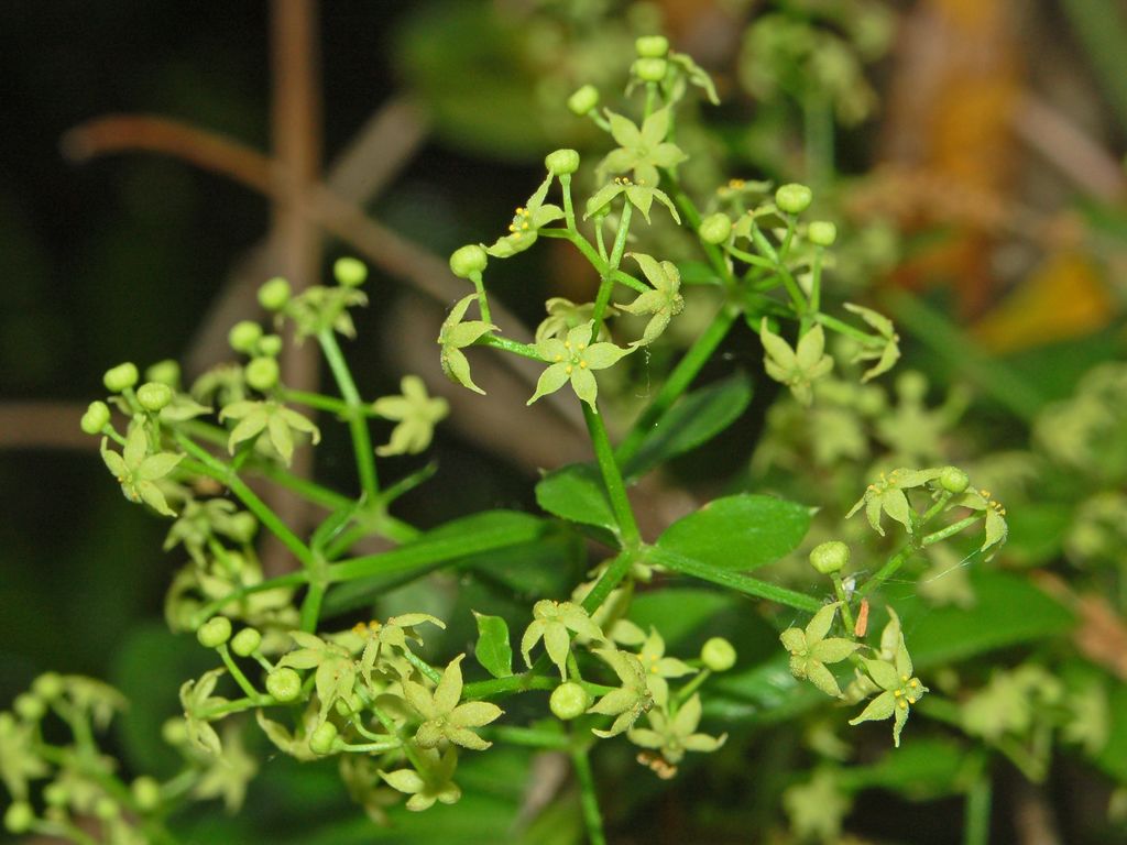 Rubia peregrina / Robbia selvatica